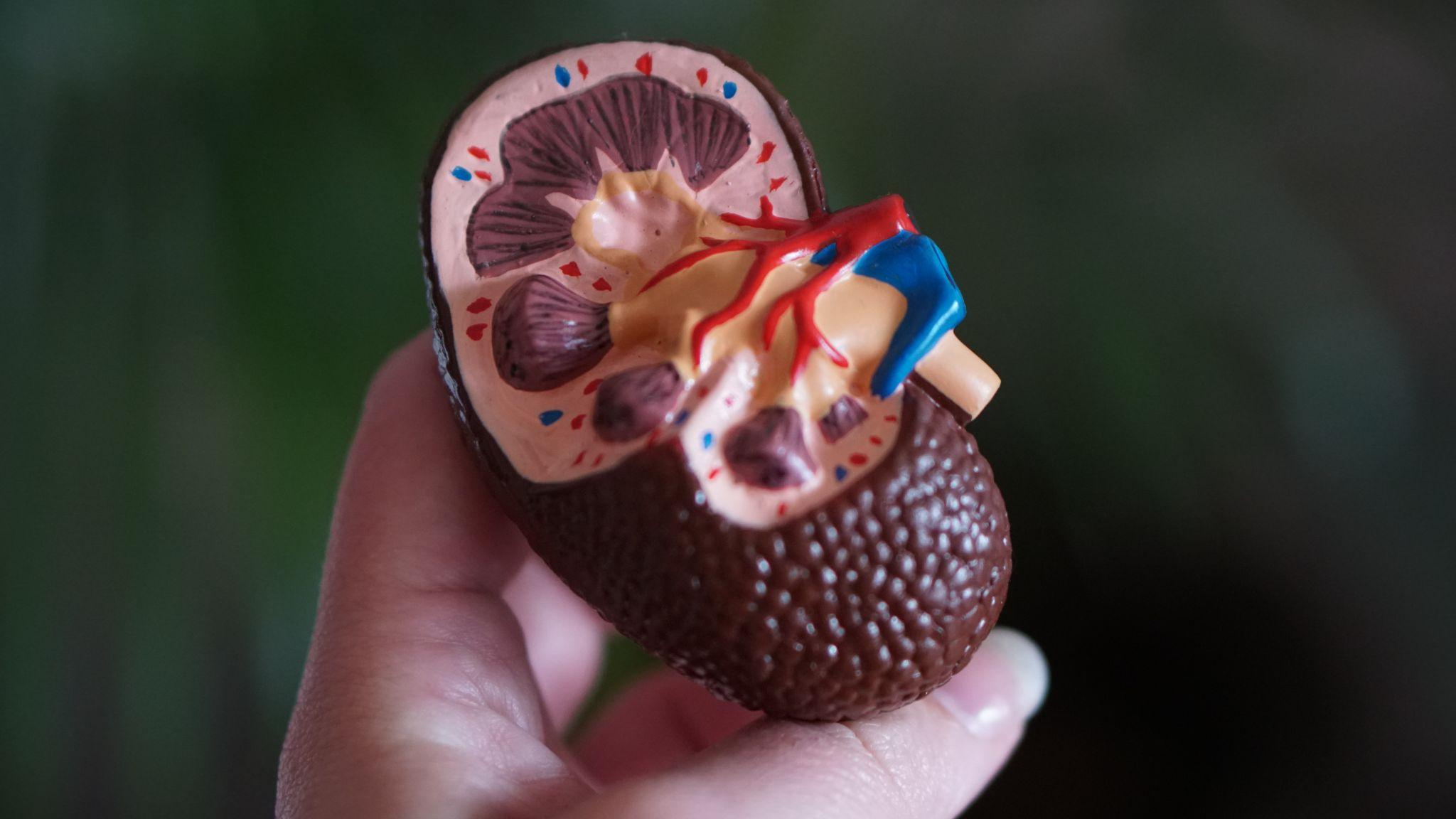 Bachelor Of Science In Renal Dialysis